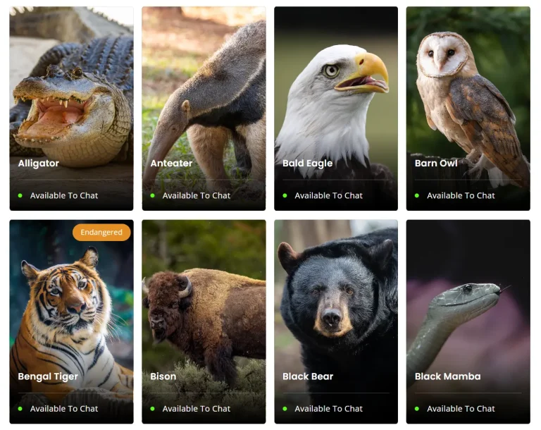 Animalia AI Animal Chat